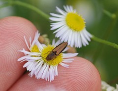 Ludioschema vittiger