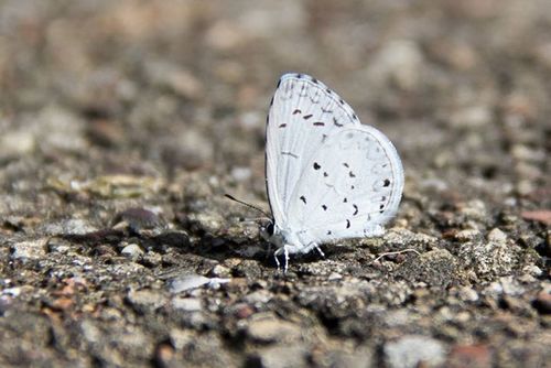 Summer Azure photo 4