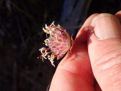 Monardella hypoleuca hypoleuca