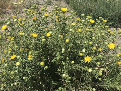 Grindelia squarrosa quasiperennis