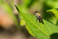 Pterallastes thoracicus