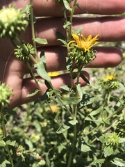 Grindelia squarrosa quasiperennis