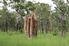 Nasutitermes triodiae