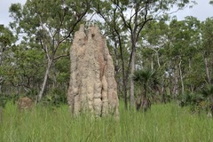 Nasutitermes triodiae