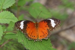 Cethosia penthesilea