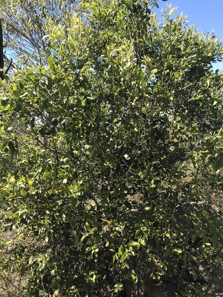 Broad Leaved Native Cherry from Warana Road, Mount Kelly, QLD, AU on ...