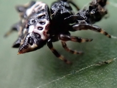 Gasteracantha sacerdotalis