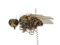 Notiphila erythrocera