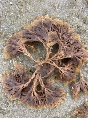 Crisularia turrita