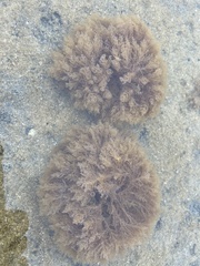 Crisularia turrita