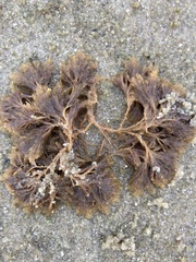 Crisularia turrita