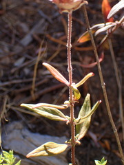 Monardella hypoleuca hypoleuca