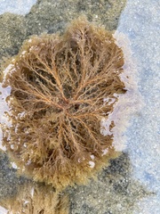 Crisularia turrita