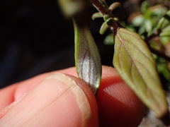 Monardella hypoleuca hypoleuca