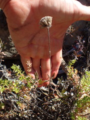 Monardella hypoleuca hypoleuca