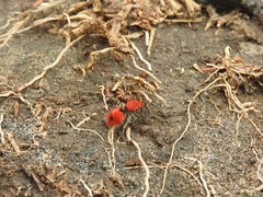 Dasymutilla erythrina