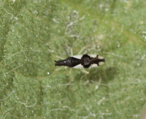 Macrolophus mimuli