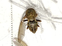 Notiphila erythrocera