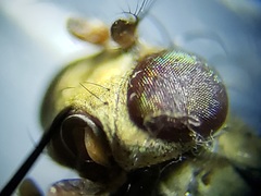 Notiphila erythrocera