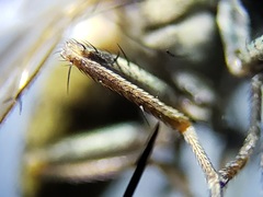 Notiphila erythrocera
