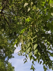 Juglans nigra