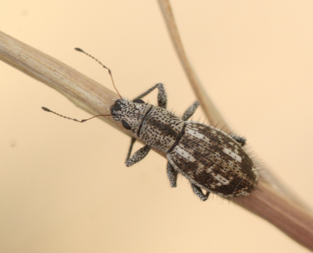 Mitostylus setosus