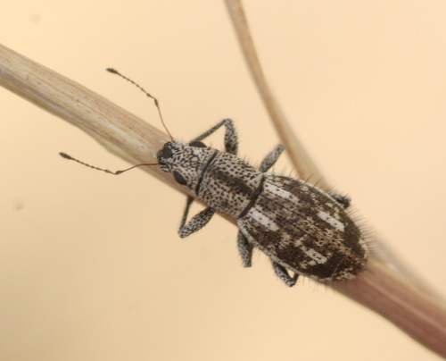 Mitostylus setosus