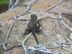 Sceloporus grammicus