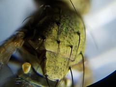 Notiphila erythrocera