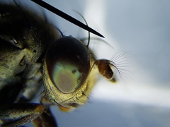 Notiphila erythrocera