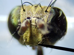 Notiphila erythrocera