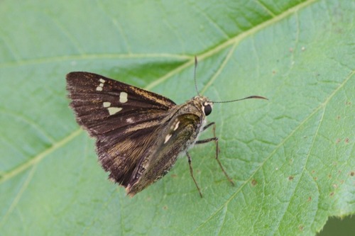 Neohesperilla croceus
