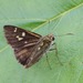 Narrow-brand Grass-Skipper - Photo (c) dhfischer, some rights reserved (CC BY-NC), uploaded by dhfischer