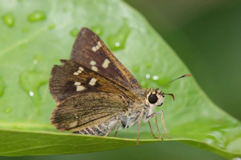 Neohesperilla xiphiphora