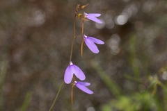 Utricularia leptoplectra