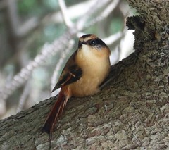 Aphrastura spinicauda fulva