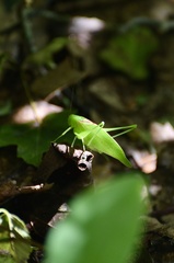 Amblycorypha rotundifolia
