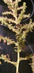 Amaranthus albus