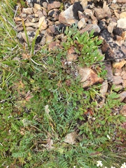 Oxytropis maydelliana
