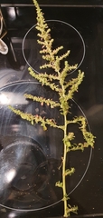 Amaranthus albus