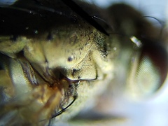 Notiphila erythrocera