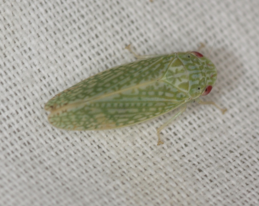 Rugosana manua