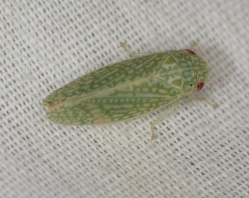 Rugosana manua