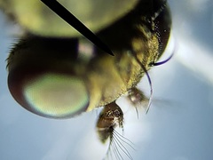 Notiphila erythrocera