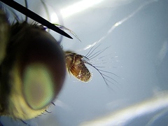 Notiphila erythrocera