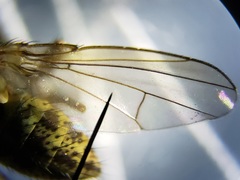 Notiphila erythrocera