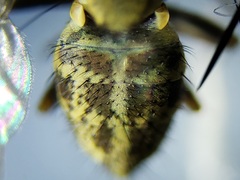 Notiphila erythrocera
