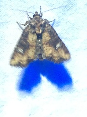 Mesapamea fractilinea