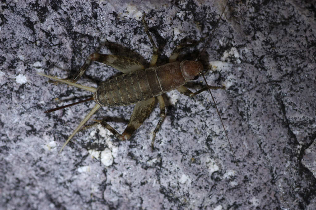 long-winged scaly cricket