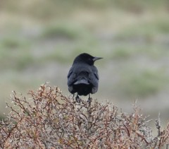 Curaeus curaeus curaeus